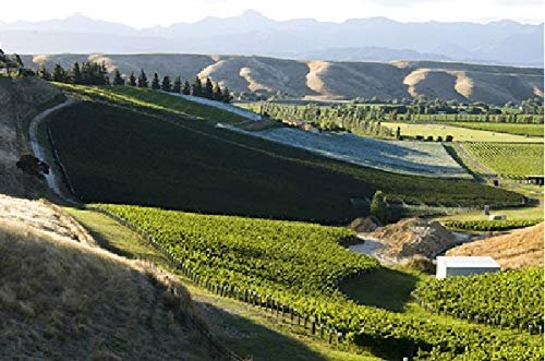 Cloudy Bay Sauvignon Blanc White Wine. 750 ml:圖片 2